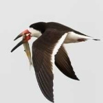 image of bird