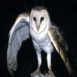 image of bird
