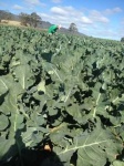 image of damage_to_cabbage_leaves