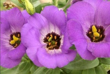 image of flower