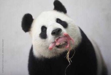 image of animal