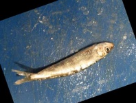 image of fish
