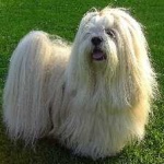 image of animal