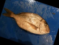 image of fish