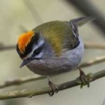 image of bird