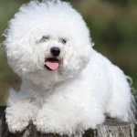 image of animal