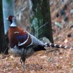 image of bird