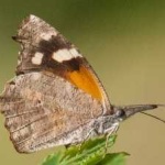 image of animal