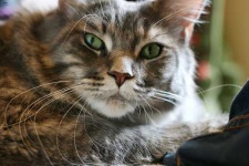 image of maine_coon #31