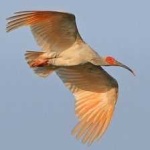 image of asian_crested_ibis #4