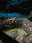 image of gila_monster