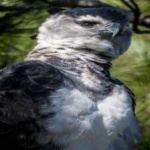 image of harpy_eagle #31