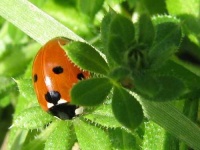 image of ladybug