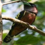 image of banded_broadbill #18