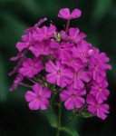 image of flower