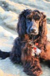 image of animal