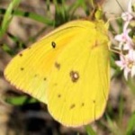 image of animal