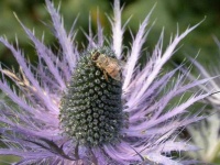 image of flower