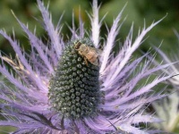 image of alpine_sea_holly #6