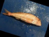 image of fish