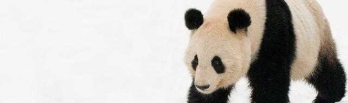 image of animal