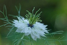 image of flower
