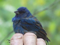 image of indigo_bunting