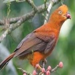 image of bird