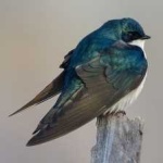 image of bird