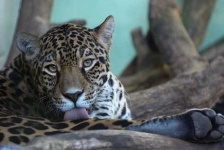 image of jaguar