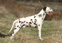 image of dalmatian #34