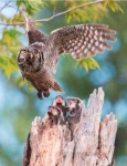 image of owl