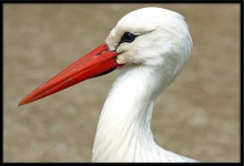 image of white_stork