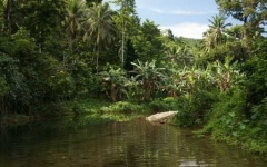 image of jungle