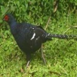 image of bird