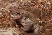 image of tailed_frog