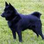 image of schipperke