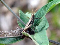 image of grasshopper