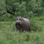 image of hippopotamus