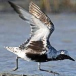 image of bird