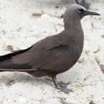 image of bird