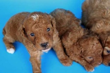 image of toy_poodle