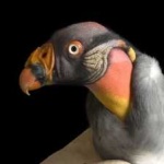 image of bird