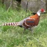image of bird