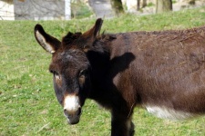 image of animal