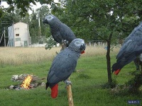 image of african_grey #16