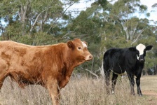 image of animal