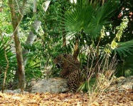 image of jaguar_car