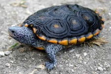 image of terrapin
