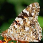 image of animal